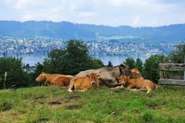 Thalwil Trip Packages Thalwil Trip Packages