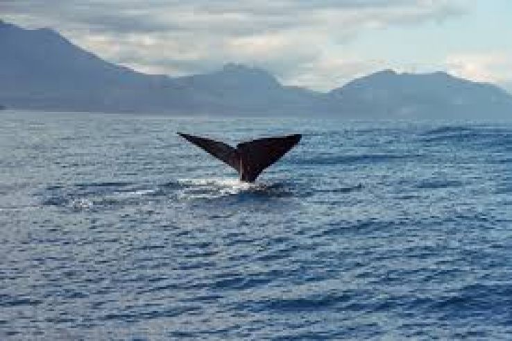 Kaikoura Trip Packages