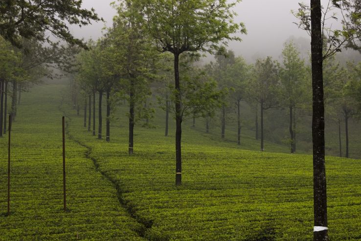 Kerala Package for 7 Nights 8 Days with Kanyakumari Day trip