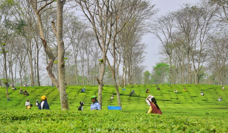 Darjeeling Trip Packages