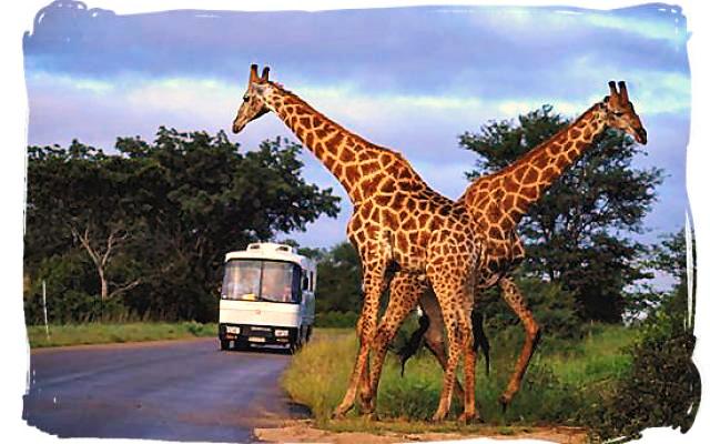 South Africa Trip Packages