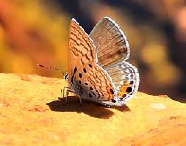 Amarah Trip Packages