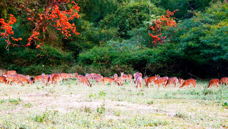 Masinagudi Trip Packages