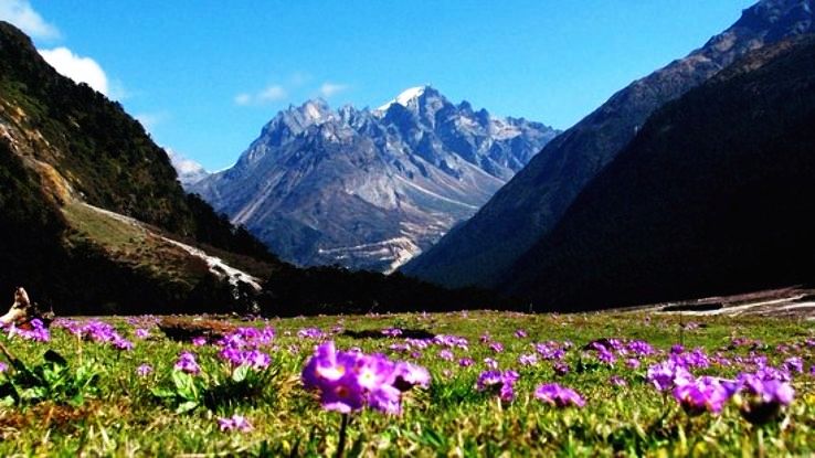 Yumthang Trip Packages