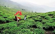 Best Hill Stations To Visit Near Bagdogra