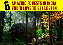 6 Amazing Forests In India You Had Love To Get Lost In
