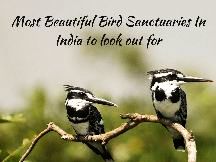 Most Beautiful Bird Sanctuaries In India To Look Out For