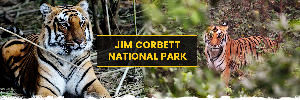 A Step Closer To Wildlife, Visit Jim Corbett