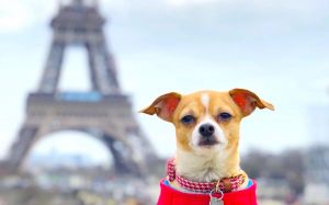 Dogs of Instagram that are travelling the world