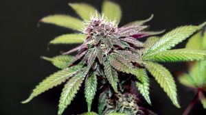 Travelling to Hawaii just got better for medical marijuana users