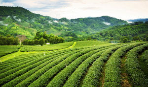 5 Tea Estates In Assam That Are a Little Paradise On Earth