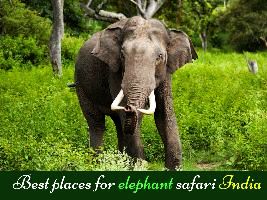Best places for elephant safari India