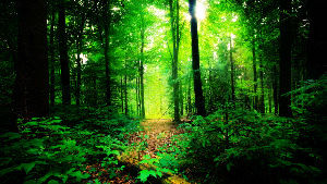 List of Forests In India