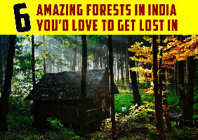 6 Amazing Forests in India you had Love to Get Lost In