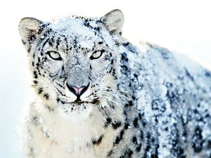 Chase The Ghost Of Himalayas - Leh