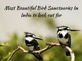 Most Beautiful Bird Sanctuaries In India to look out for
