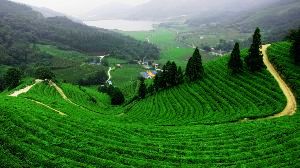 The Only Munnar Tour Guide That You Need To Raid The Majestic Town