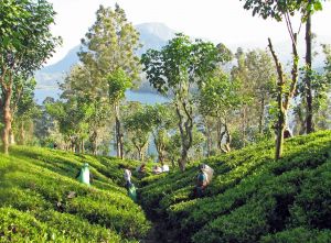 Sri lanka