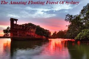 The Amazing Floating Forest Of Sydney