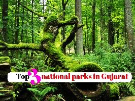 Top 3 national parks in Gujarat