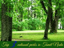 Top 3 national parks in Tamil Nadu