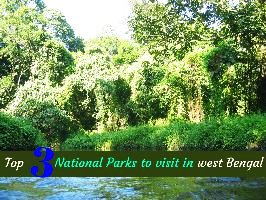 Top 3 National Parks to visit in West Bengal