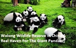 Wolong Wildlife Reserve In China A Real Haven For The Giant Pandas