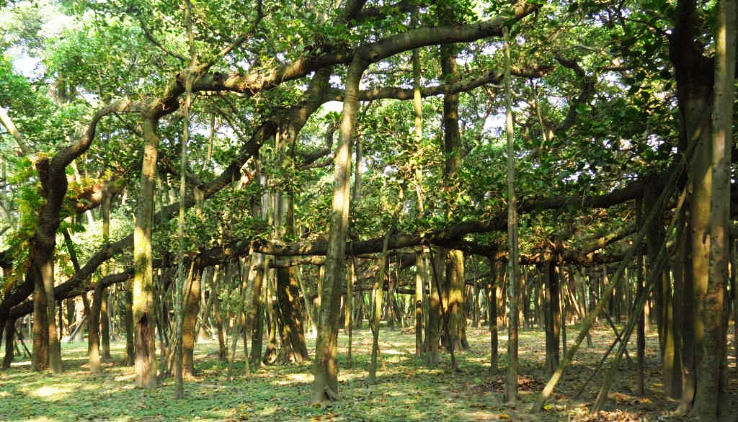1.Indian Botanical Garden