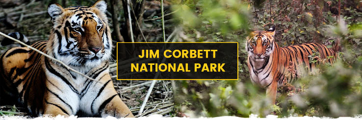 A Step Closer To Wildlife, Visit Jim Corbett - Hello Travel Buzz A Step Closer To Wildlife, Visit Jim Corbett - Hello Travel Buzz