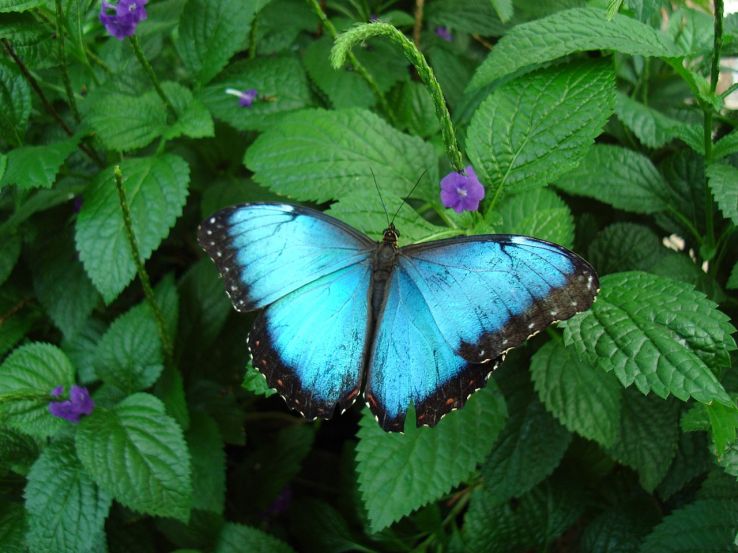 Butterfly Conservatory of Goa