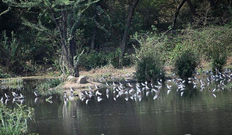 Spend some time away from pollution in Sanjay Van