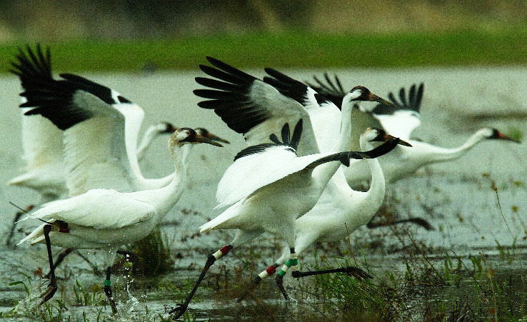 1. Sultanpur Bird Sanctuary