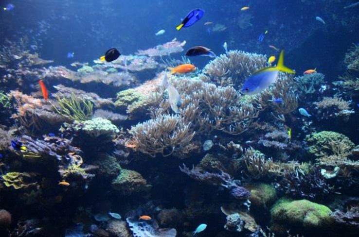 List of Aquarias in India