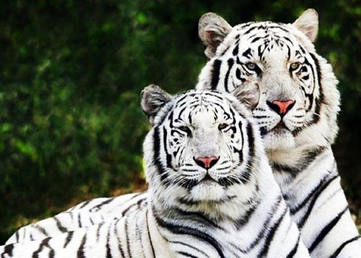 List of Zoos in India - Hello Travel Buzz