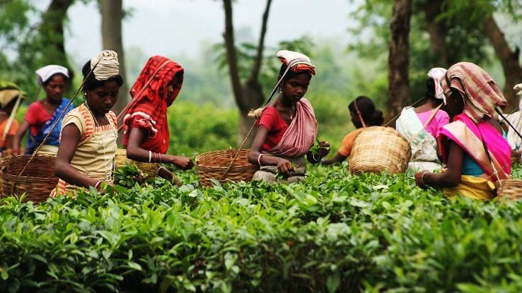 Beesakopie Tea Estate