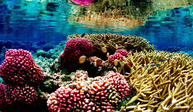 What is the first coral reef in Italy famous for?
