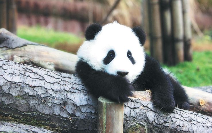 Tourism of Giant Panda