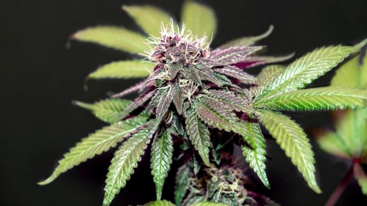 Travelling to Hawaii just got better for medical marijuana users