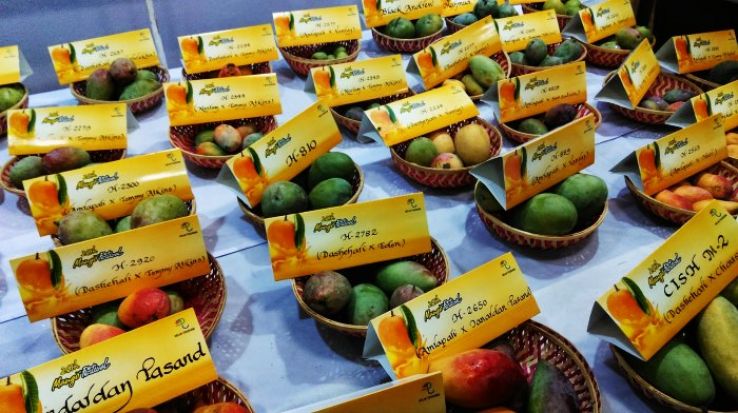 International mango festival