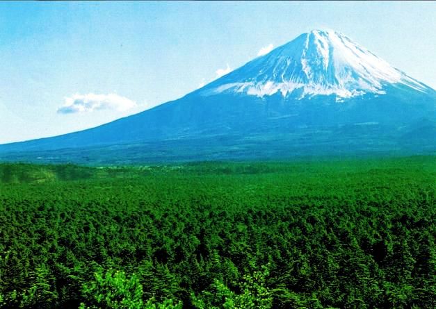 Aokigahara Forest (Mount Fuji, Japan)