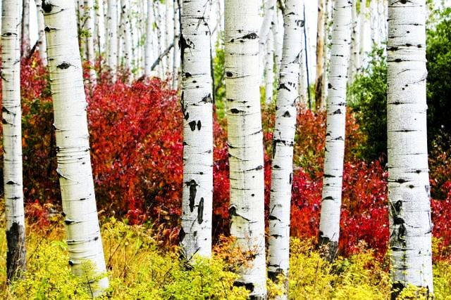 ASPENS 