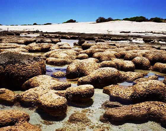 STROMATOLITES 