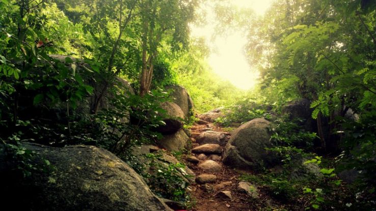 Anamalai jungle Trek