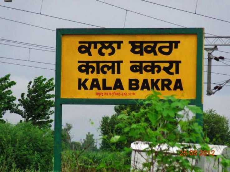 Kala Bakra