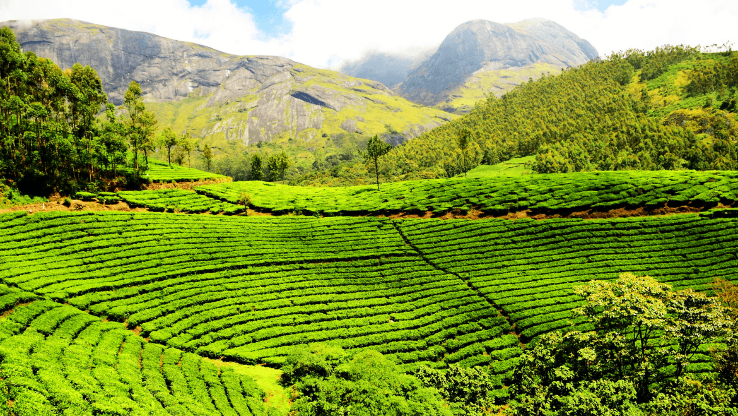 Harmutty Tea Estate