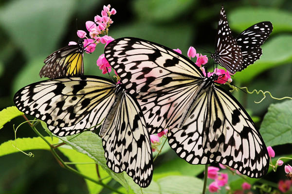 World\u002639;s Best Butterfly Exhibits Hello Travel Buzz