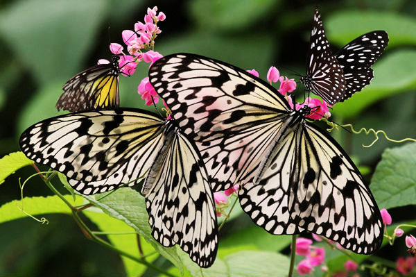 World's Best Butterfly Exhibits
