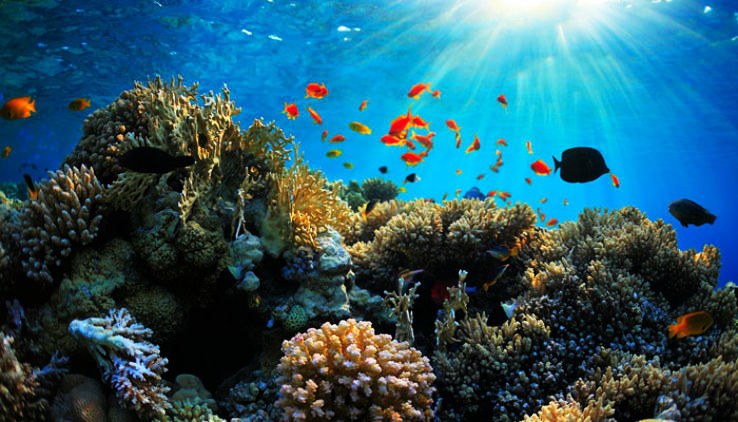 Coral Reefs India Map
