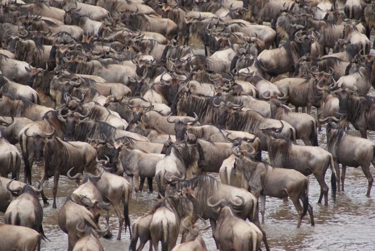 A super adventurous and thrilling day: Great Migration of Wildebeest