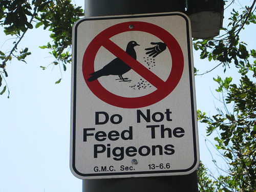 Pigeons in Venice